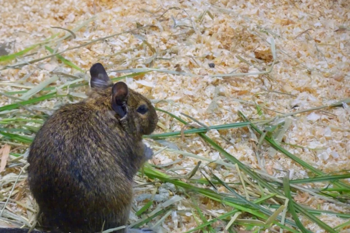 牧草,小動物,栄養,特徴,種類