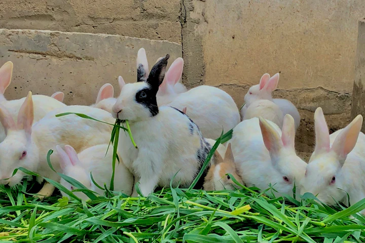 牧草,小動物,栄養,特徴,種類