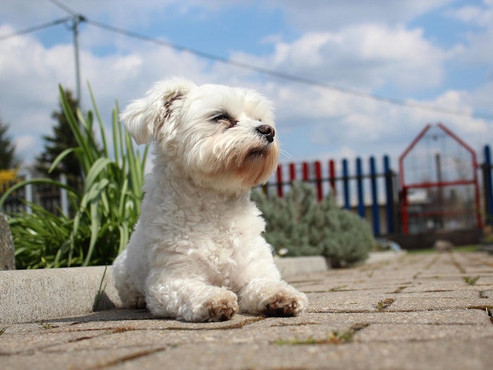 門脈体循環シャント,肝臓,貧血,好発犬種,マルチーズ,ヨークシャーテリア,トイプードル