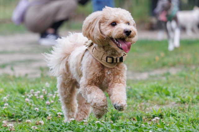 門脈体循環シャント,肝臓,貧血,好発犬種,マルチーズ,ヨークシャーテリア,トイプードル