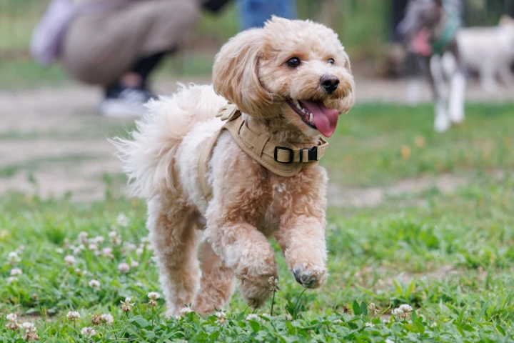 門脈体循環シャント,肝臓,貧血,好発犬種,マルチーズ,ヨークシャーテリア,トイプードル