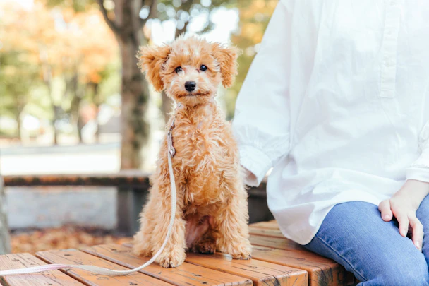 【獣医師監修】成長が遅い犬は要注意？門脈体循環シャントとはのアイキャッチ画像