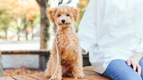 【獣医師監修】成長が遅い犬は要注意?門脈体循環シャントとはのアイキャッチ画像