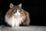 猫,ブラシ,種類,役割,毛種