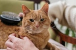 猫,ブラシ,種類,役割,毛種
