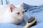 猫,ブラシ,種類,役割,毛種