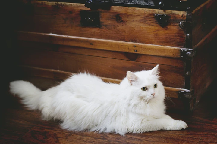猫,ブラシ,種類,役割,毛種