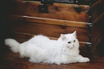 猫,ブラシ,種類,役割,毛種