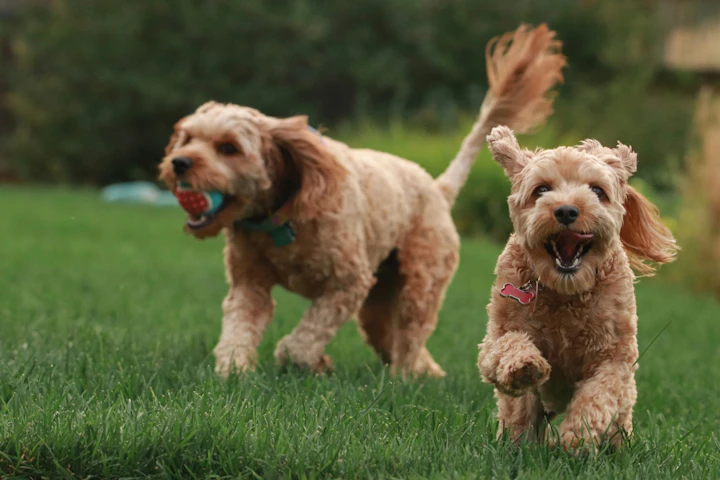パピーパーティ,子犬,社会化,性格,行動,飼い主