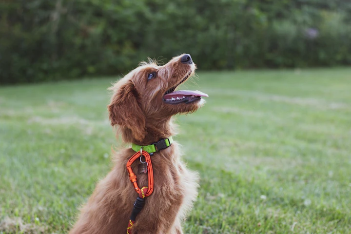 パピーパーティ,子犬,社会化,性格,行動,飼い主