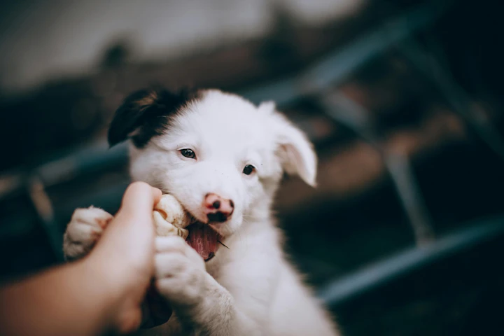 パピーパーティ,子犬,社会化,性格,行動,飼い主