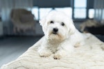 室内飼い,外飼い,犬,メリット,デメリット