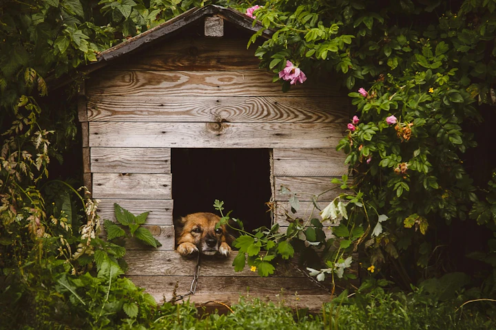 室内飼い,外飼い,犬,メリット,デメリット