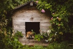 室内飼い,外飼い,犬,メリット,デメリット