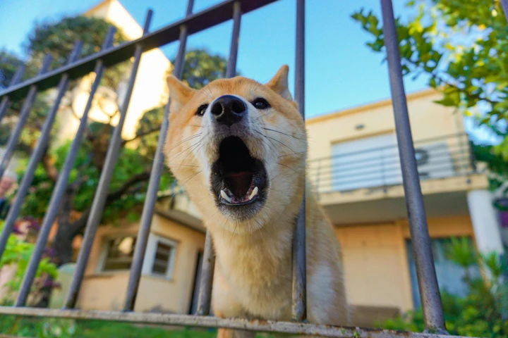 室内飼い,外飼い,犬,メリット,デメリット