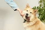感染症,犬,赤ちゃん,予防法,注意