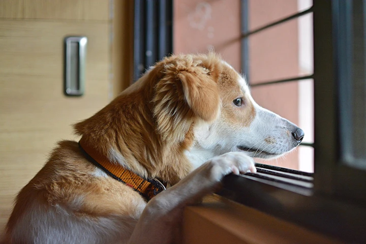 犬,分離不安,留守番,環境,対策