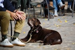 犬,サイン,挨拶,初対面,NG行動