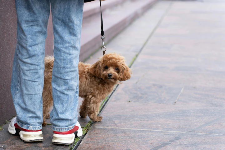 犬,サイン,挨拶,初対面,NG行動