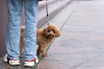 犬,サイン,挨拶,初対面,NG行動