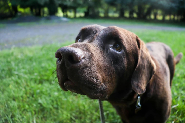 犬,サイン,挨拶,初対面,NG行動