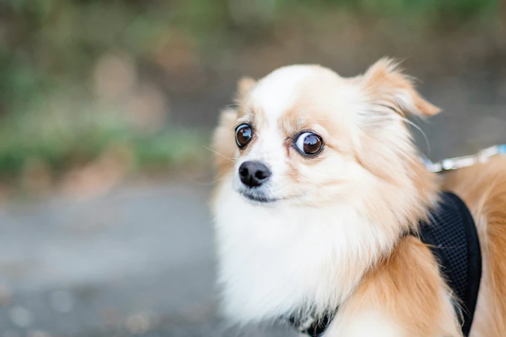 犬,赤ちゃん,安全,ストレス,サイン