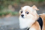 犬,赤ちゃん,安全,ストレス,サイン