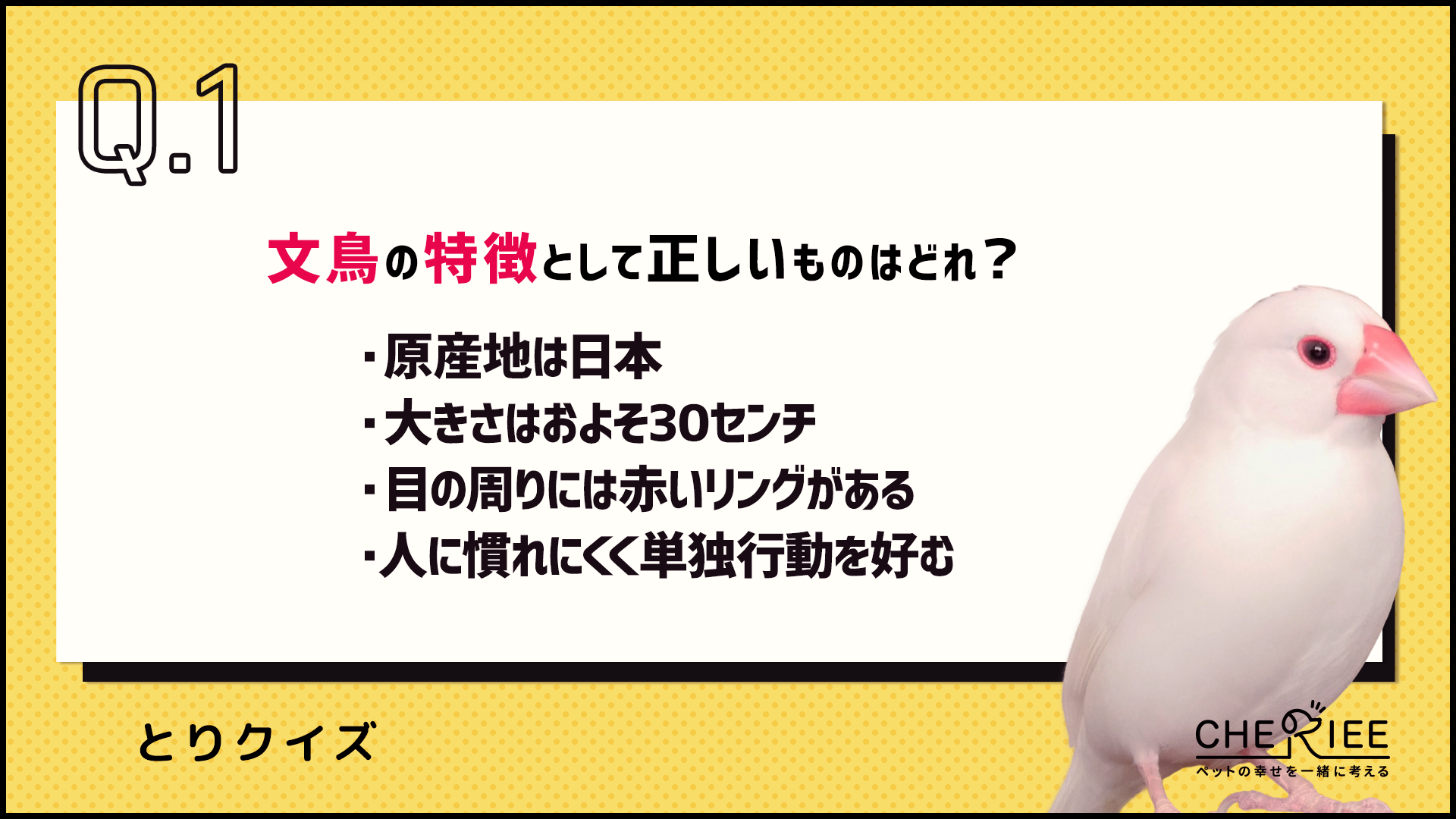 【クイズ】知っておきたい文鳥の基本！特徴や飼い方をやさしく解説