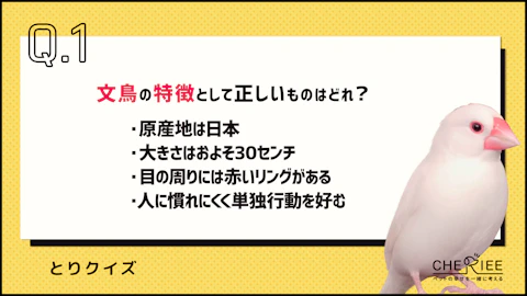 【クイズ】知っておきたい文鳥の基本！特徴や飼い方をやさしく解説のアイキャッチ画像