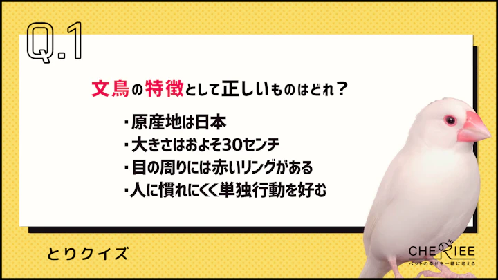 【クイズ】知っておきたい文鳥の基本！特徴や飼い方をやさしく解説のアイキャッチ画像
