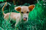 犬,草,食べる,対処法,理由