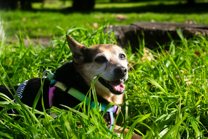 犬,草,食べる,対処法,理由