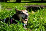 犬,草,食べる,対処法,理由