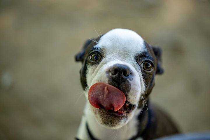 犬,におい,散歩,対処法,理由