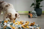 犬,におい,散歩,対処法,理由