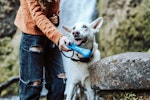 犬,散歩,ストレス,健康,メリット
