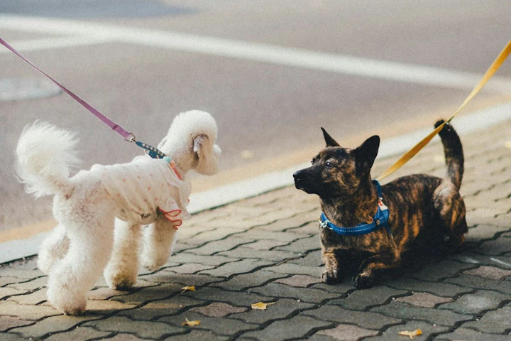 犬,散歩,ストレス,健康,メリット