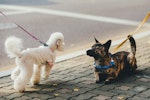 犬,散歩,ストレス,健康,メリット