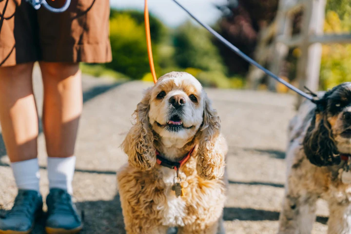 犬,散歩,ストレス,健康,メリット