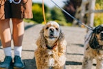 犬,散歩,ストレス,健康,メリット