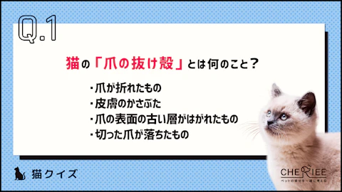 【クイズ】猫の「爪の抜け殻」って何のことか知ってる？のアイキャッチ画像