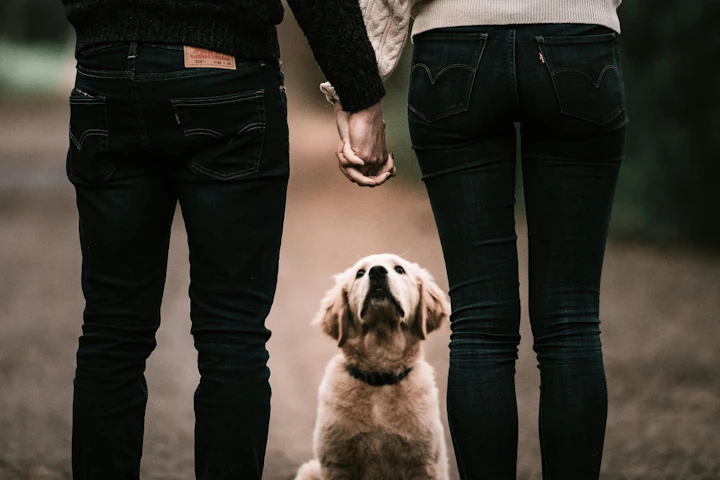 犬,散歩,出会い,挨拶,恋愛,人間関係