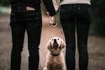 犬,散歩,出会い,挨拶,恋愛,人間関係