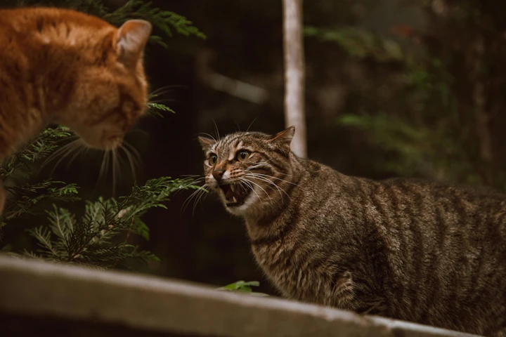 猫,室内飼い,外飼い,危険,外に出す