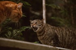 猫,室内飼い,外飼い,危険,外に出す