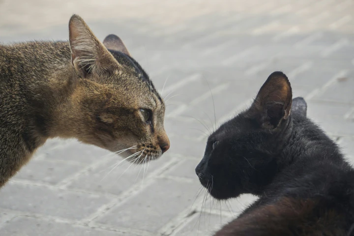 猫,室内飼い,外飼い,危険,外に出す