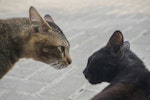 猫,室内飼い,外飼い,危険,外に出す