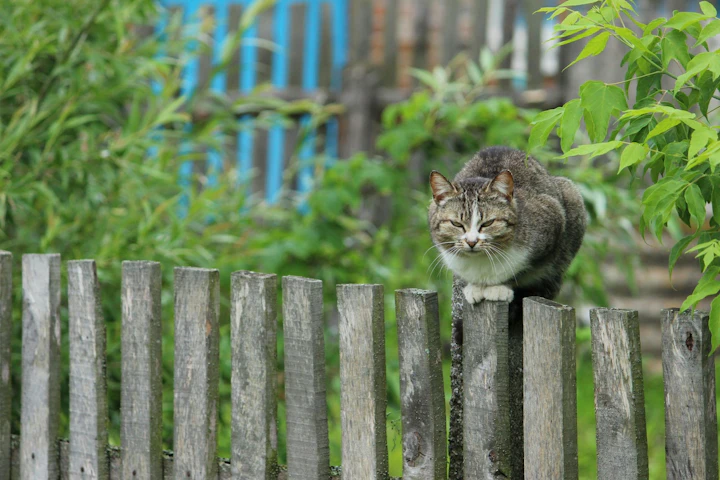 猫,室内飼い,外飼い,危険,外に出す