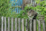 猫,室内飼い,外飼い,危険,外に出す