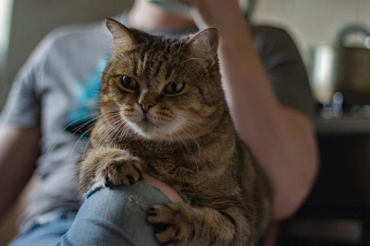 猫,室内飼い,外飼い,危険,外に出す